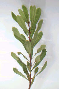 Bog Myrtle sprig 